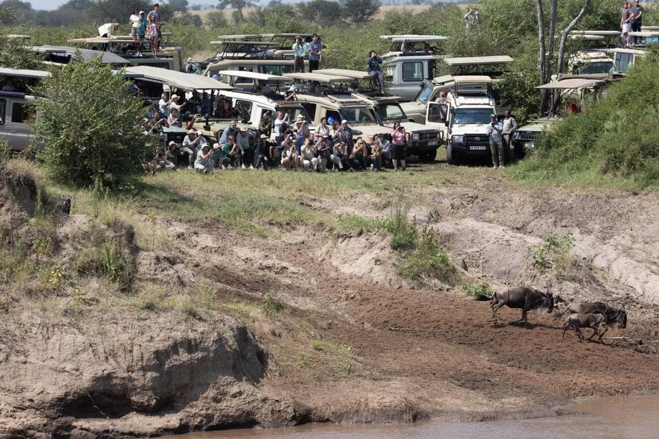 Mange safaribiler samlet rundt løvefamilie i offentlig reservat — kontrast til UHURUs tilnærming.