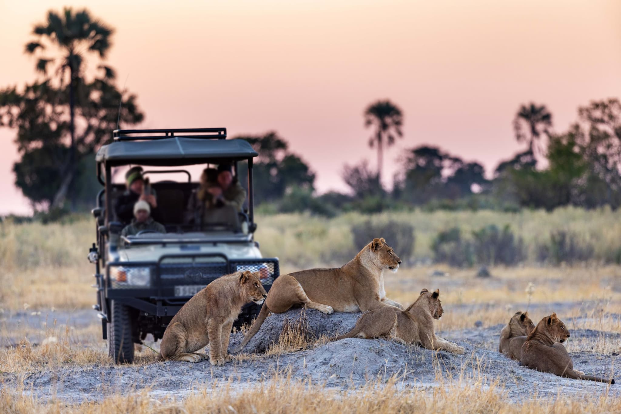 Privat conservancy-landskap i Kenya ved gyllen time