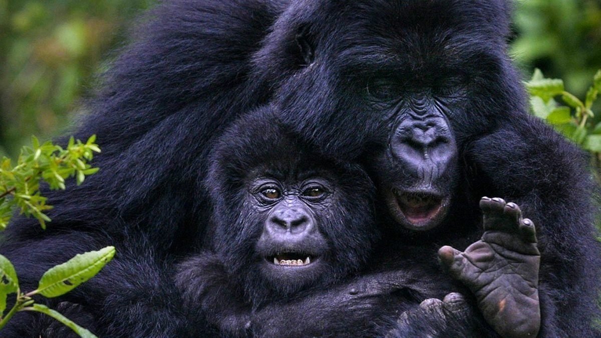 Bwindi Impenetrable Forest — gorillasafari i Uganda