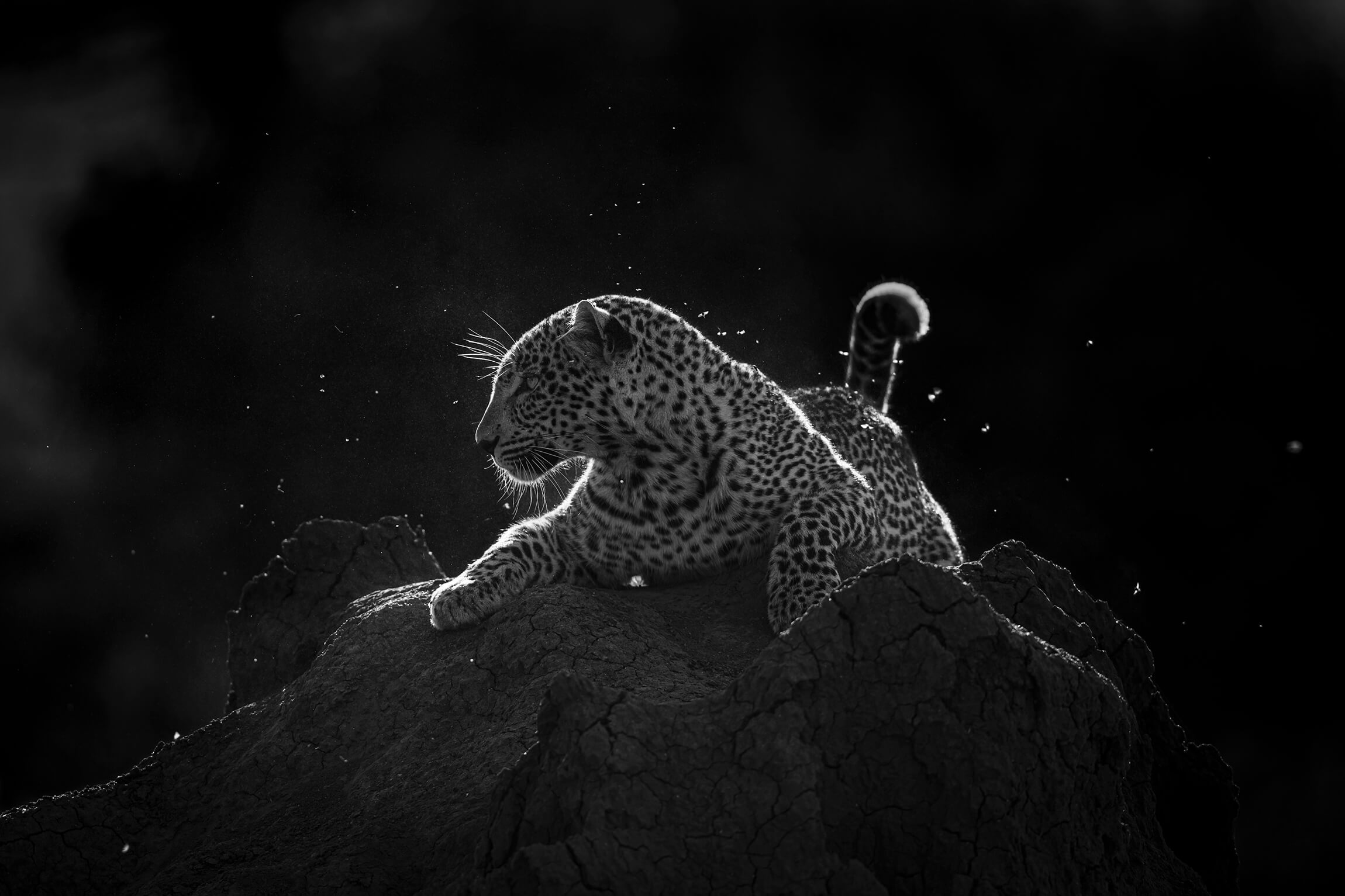 Sabi Sands privat reservat i Sør-Afrika — leopard nær bilen