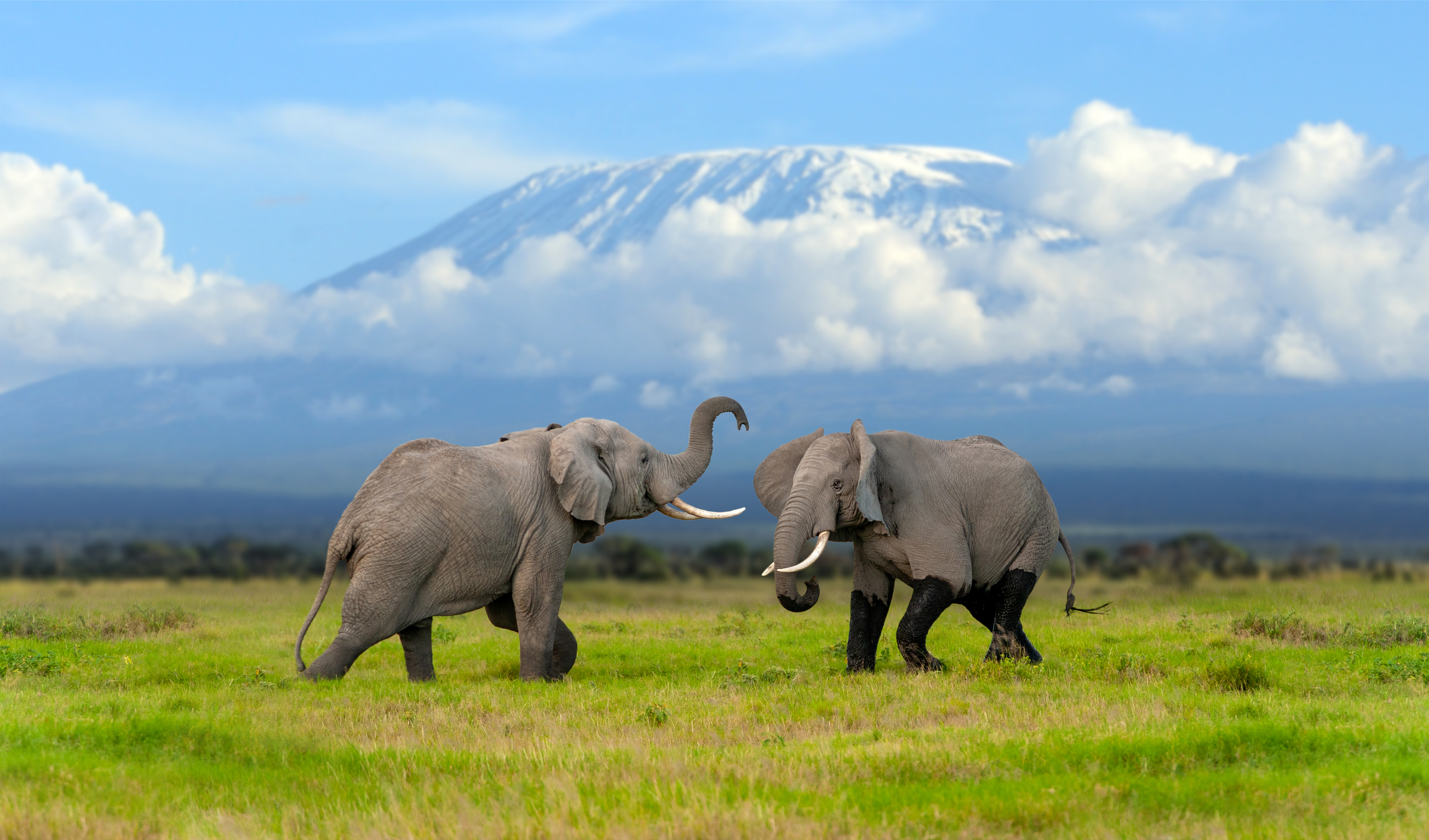 Ruaha eller Mahale — avsides villmark i Tanzania
