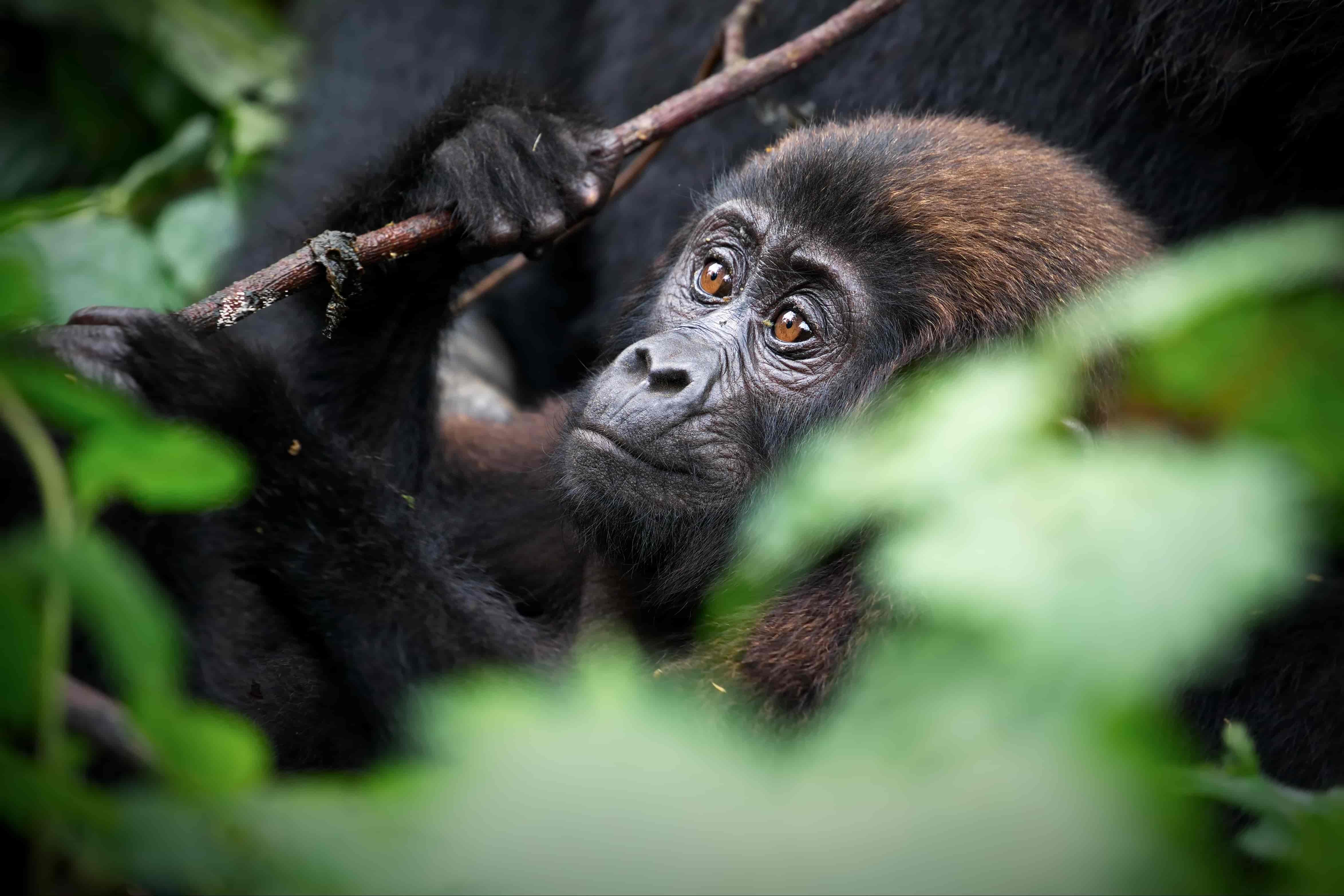 Gorillafamilie i Bwindi Impenetrable Forest
